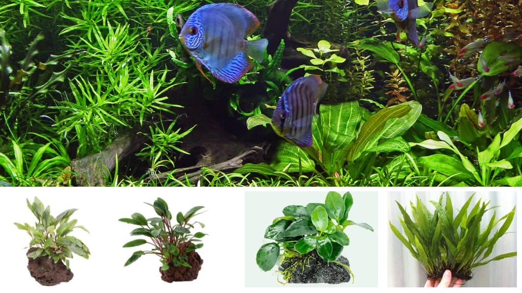 Can You Add Live Plants To An Established Aquarium