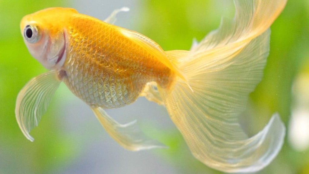 How Long Do Goldfish Live? – Aquariumistics