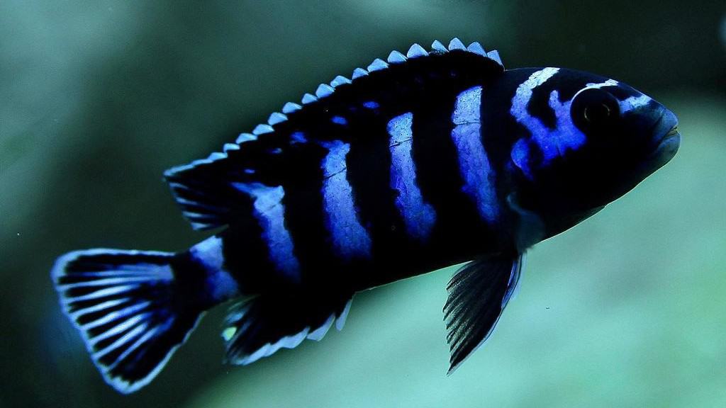 The Complete Guide to African Cichlid Care – Aquariumistics