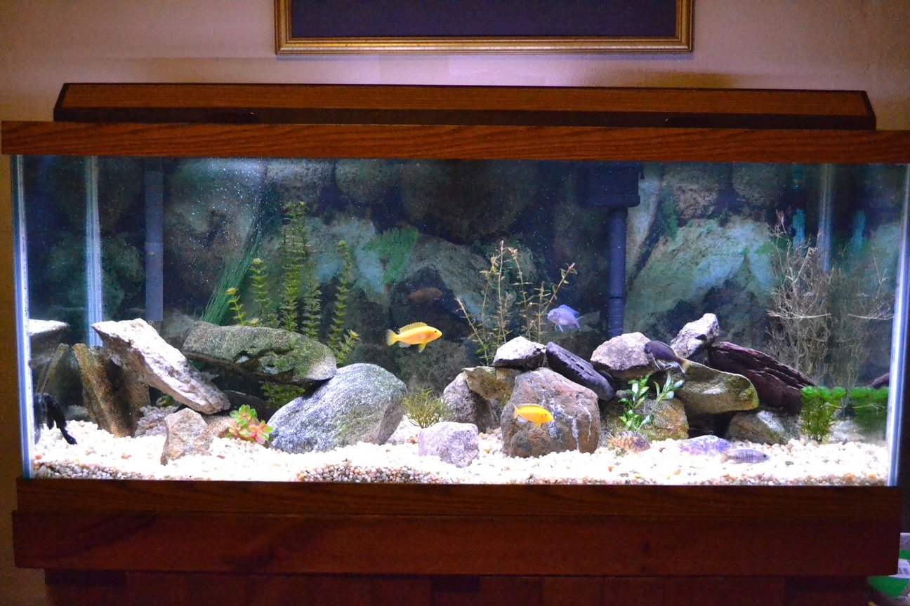 A Complete Guide to Setting Up a 75 Gallon Peacock Cichlid Tank ...