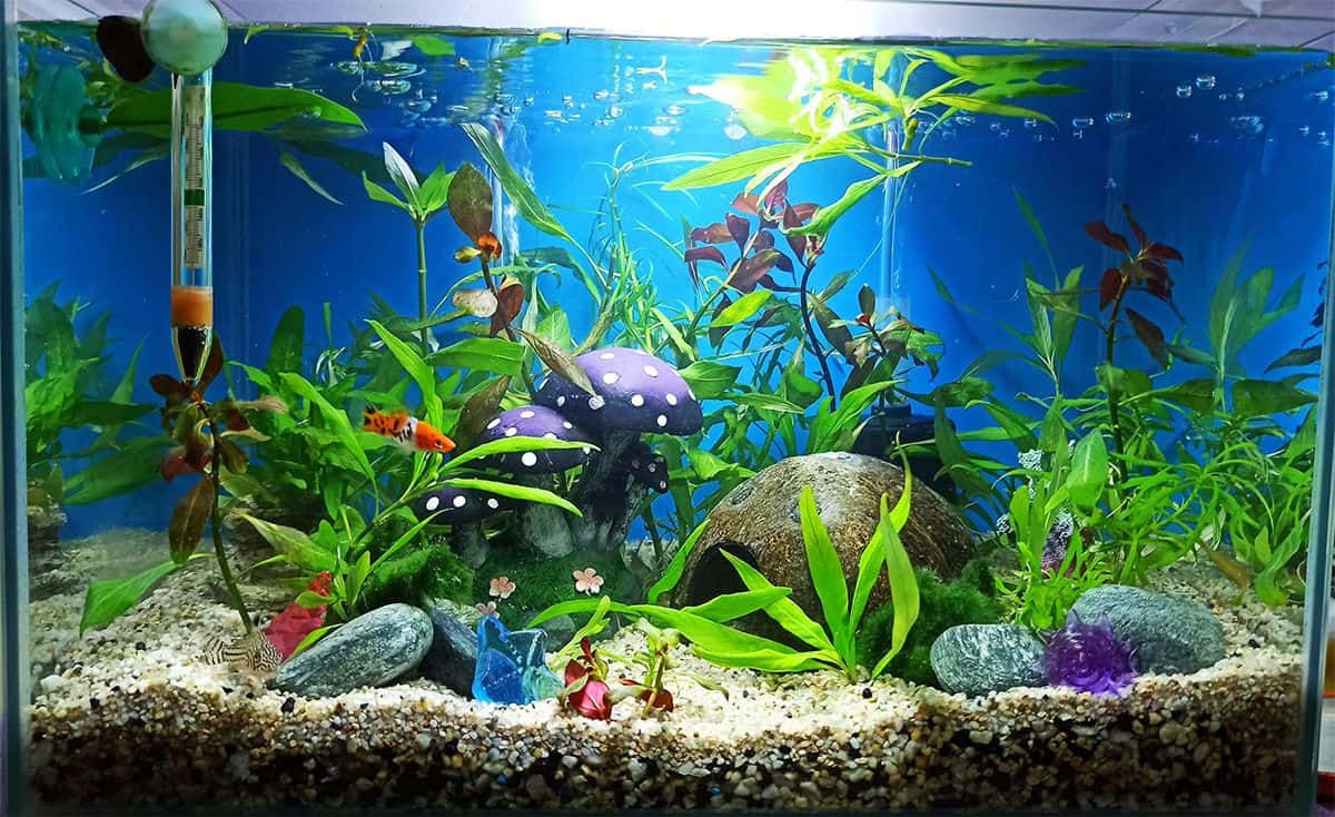 How Big Can Tetras Get? All You Need to Know About Aquarium Fish ...