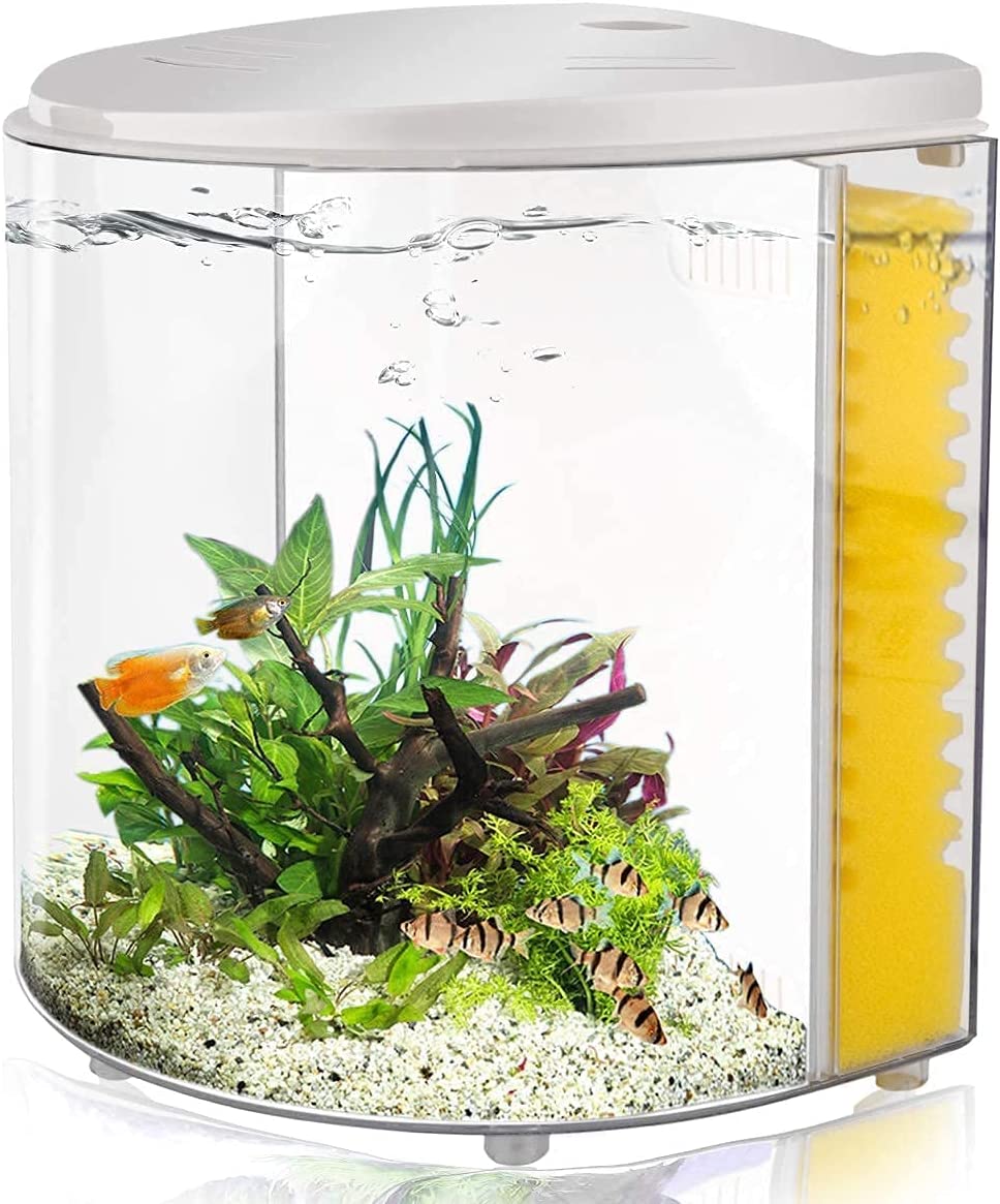 Create a Female Betta Tank: Tips on Aquarium Fish, Decorations ...