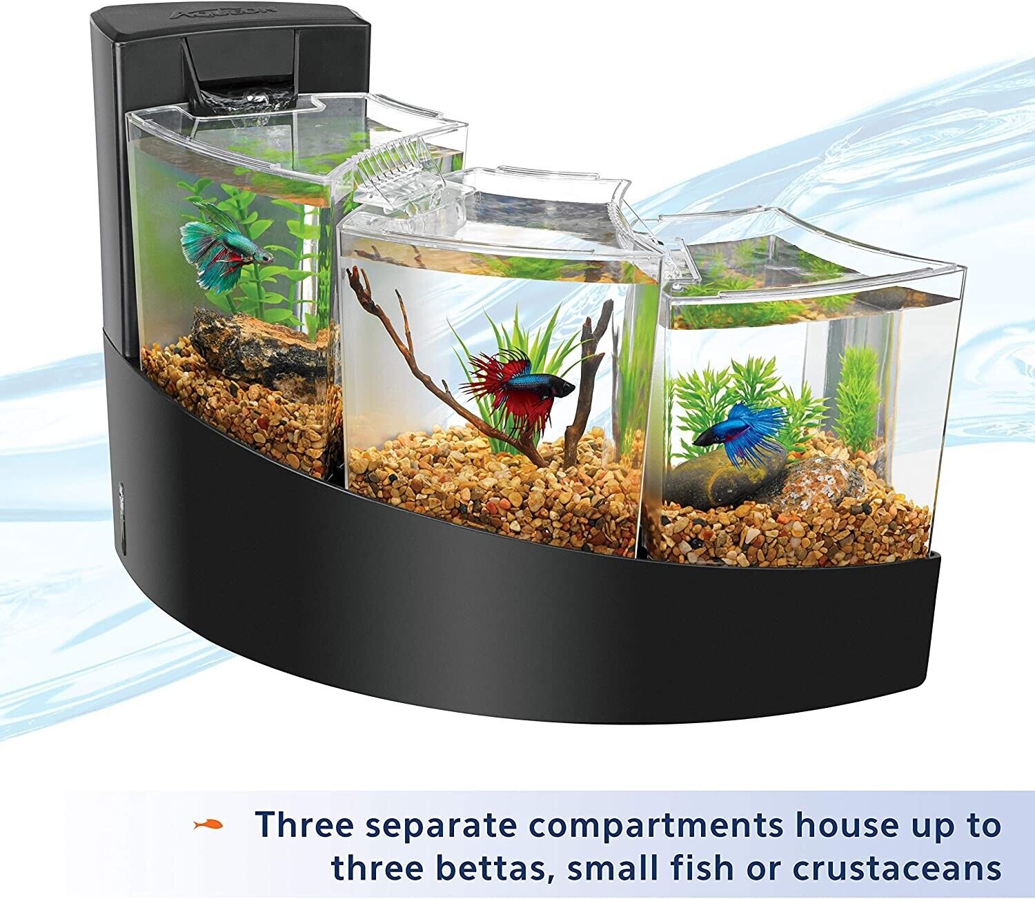 How to Care for Female Betta Fish when Kept Together in the Aquarium ...